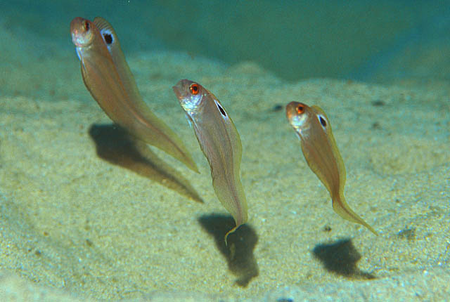 Acanthocepola indica